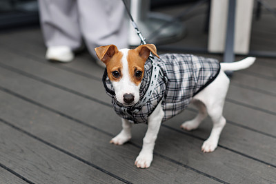 纯种犬