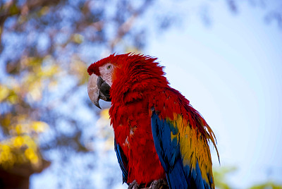 在开阔的空间里有彩色羽毛的鸟，在中美洲的花园中被称为鳄梨或Ara Macao。