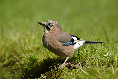 Eurasian jay (Garrulus glandarius)