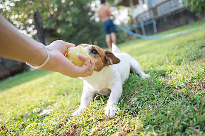 活跃的杰克罗素梗宠物狗咬球跑到他的主人在户外草地花园