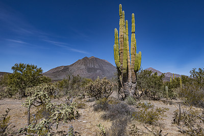 Pachycereus pringlei，墨西哥巨型卡顿或大象仙人掌，是一种原产于下加利福尼亚州和南下加利福尼亚州的大型仙人掌。通常称为卡顿。墨西哥圣弗朗西斯科。