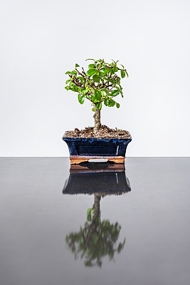 室内植物