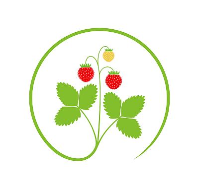 野草莓标志。白色背景上孤立的草莓