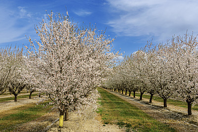 春暖花开的杏树园