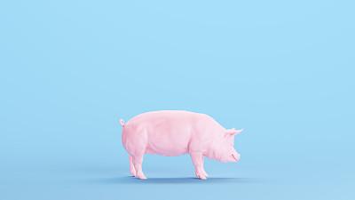 粉红色的猪五花肉屠夫图火腿火腿肉媚俗的蓝色背景