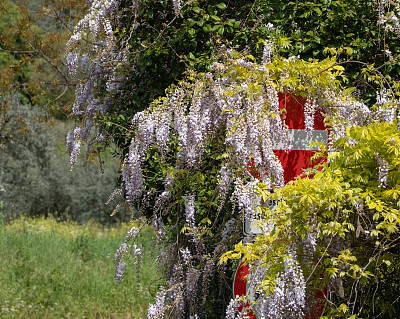 杂草丛生的路标覆盖在紫藤，意大利拉齐奥