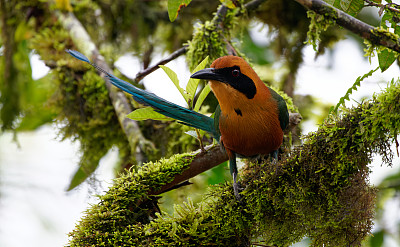 红褐色的Motmot