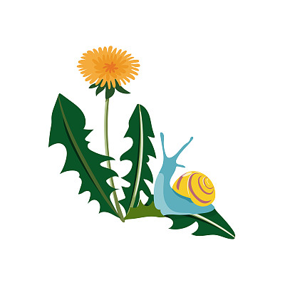 五颜六色的蜗牛坐在蒲公英的花和叶子上。