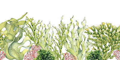 无缝板的绿色海洋植物水彩插图孤立的白色。海带，海沙拉，乌尔瓦，豆子手绘。设计元素用于包装，标签，广告，包装，海洋收集