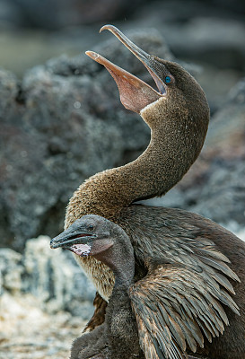 不会飞的鸬鹚，harrisi, Nannopterum harrisi，蓬塔埃斯皮诺萨，费尔南迪纳岛，加拉帕戈斯群岛。大人带着小鸡。