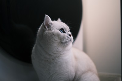 可爱的