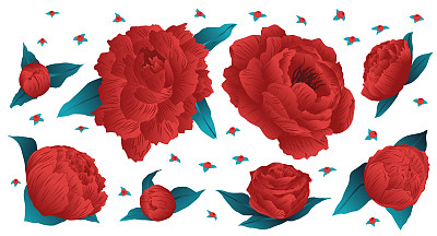 集矢量化花卉元素、玫瑰、红花资源。白色背景上的红色玫瑰