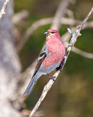 松树格罗斯比克照片和图像。雄鸟栖息在森林背景模糊的树枝上，栖息环境环绕，羽毛呈红色。