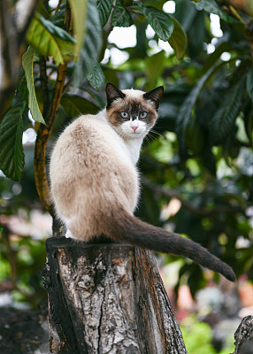可爱的暹罗流浪猫被困在树上等待救援。