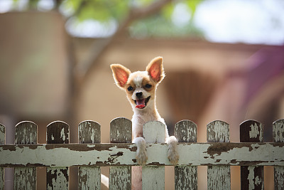 纯种犬