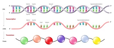 转录和翻译。将一段DNA复制到RNA中的过程。在蛋白质合成过程中将信使RNA (mRNA)分子序列翻译成氨基酸序列的过程。