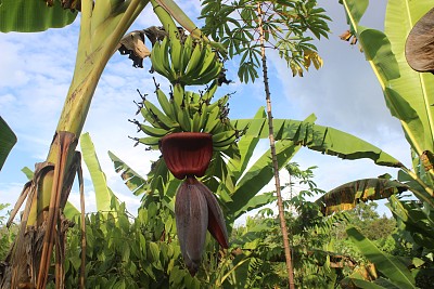 香蕉种植园。