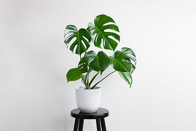 室内植物