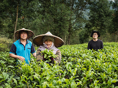 有自己茶园的家庭