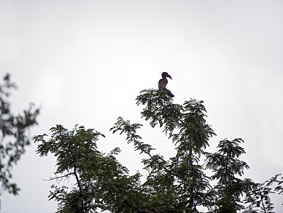 马杰特野生动物保护区，栖息在树梢上的灰冠犀鸟剪影
