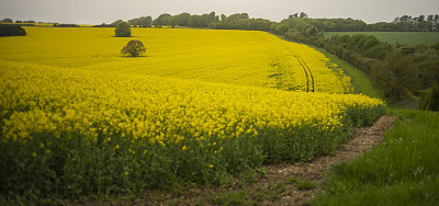 英国农场的黄色牧场。