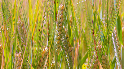 黑麦在夏天的田野里，谷物在收割