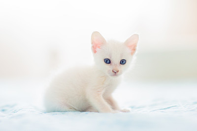 短毛猫