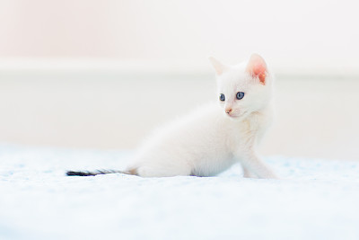 短毛猫