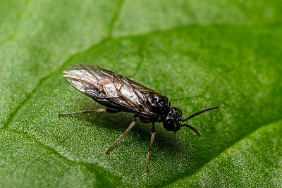 锯蝇，又称耧斗菜锯蝇。果园和栽培种植园中醋栗和醋栗的常见害虫