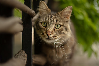 流浪虎斑猫在看镜头。