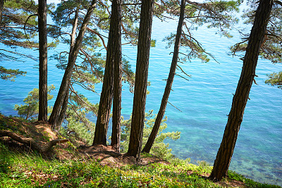 松树的树干在蓝色海水上方的斜坡上