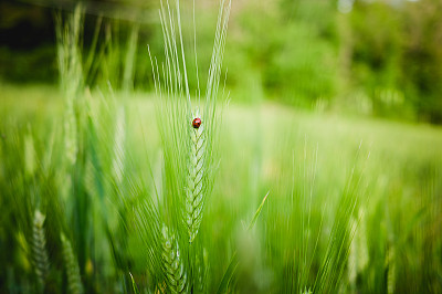 绿色小麦上的瓢虫。