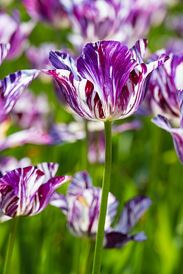 伦勃朗郁金香 伦勃朗郁金香