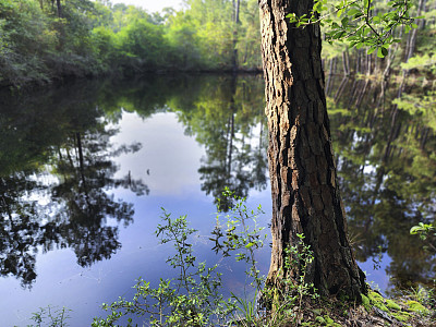 树林里的小池塘。