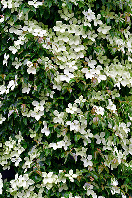 山茱萸/日本山茱萸:美丽的开花植物