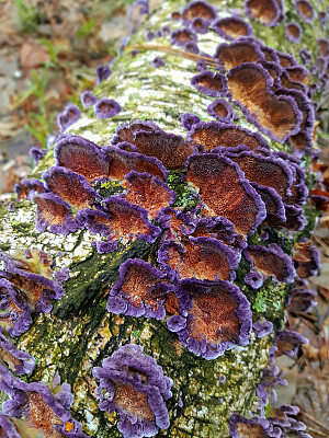 腐生蘑菇，Trichaptum abietinum，生长在倒下的桦树的树皮上。