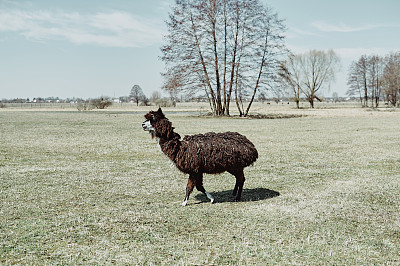 一只未剪毛的黑色羊驼走在绿色的田野里