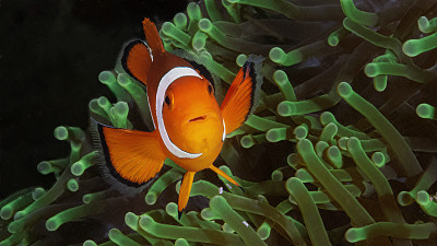 海葵