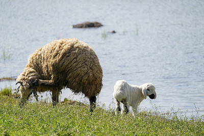 绵羊和羊羔在小溪边吃草的画面