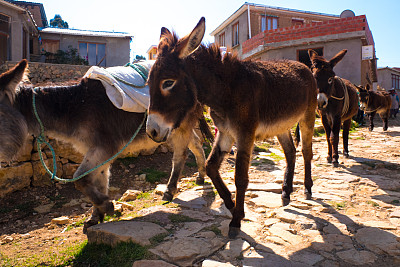 驴子早上在村子里散步