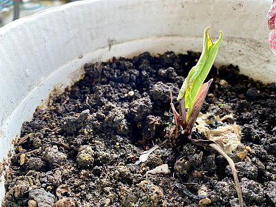 异国情调的“Caladium双色草莓星”和“Caladium Peppermint”盆栽植物在花盆里