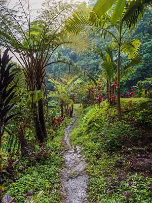 热带岛屿上生长着外来植物的热带雨林