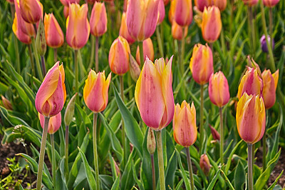 Spring blossoming colorful tulips in the garden in Istanbul