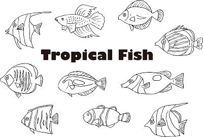 热带鱼插图集