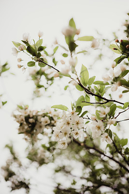 春天，海棠树白花盛开