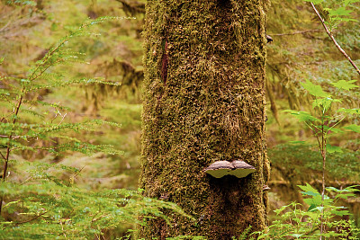 生长在阿拉斯加温带雨林树干上的架子真菌