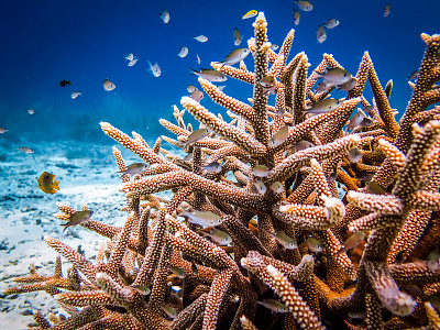 海洋生命