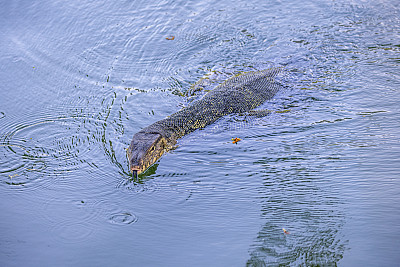 游泳的亚洲水监测器，Varanus salvator，在曼谷的一个公园里