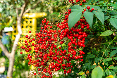 加拿大汉密尔顿花园中的南迪纳家蝇水果特写。 加拿大汉密尔顿花园中的南迪纳家蝇水果特写。