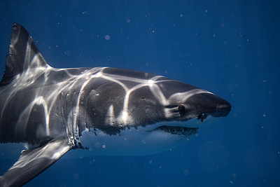 大型大白鲨游过的近景，露出牙齿